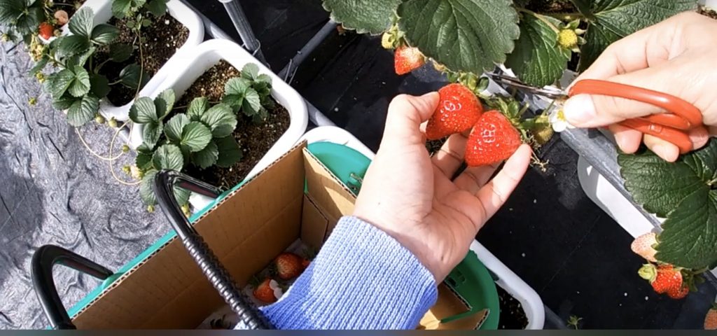 新竹關西採草莓．草莓季11月～隔年4月。新鮮草莓食譜：用鬆餅粉做草莓舒芙蕾厚鬆餅[極光公主飛妮] @極光公主飛妮