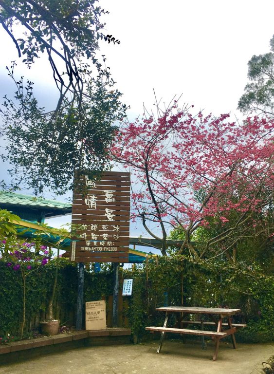 新竹芎林觀景美食。風情萬景咖啡屋。座落於飛鳳山登山步道旁。二月開始八重櫻大爆發[Miss飛妮] @極光公主飛妮