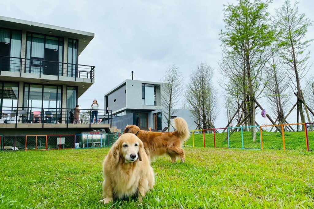 宜蘭寵物友善住宿【捉迷藏】超萌寵物樂園  【吸貓咖啡館】稻浪藍天景觀 @極光公主飛妮