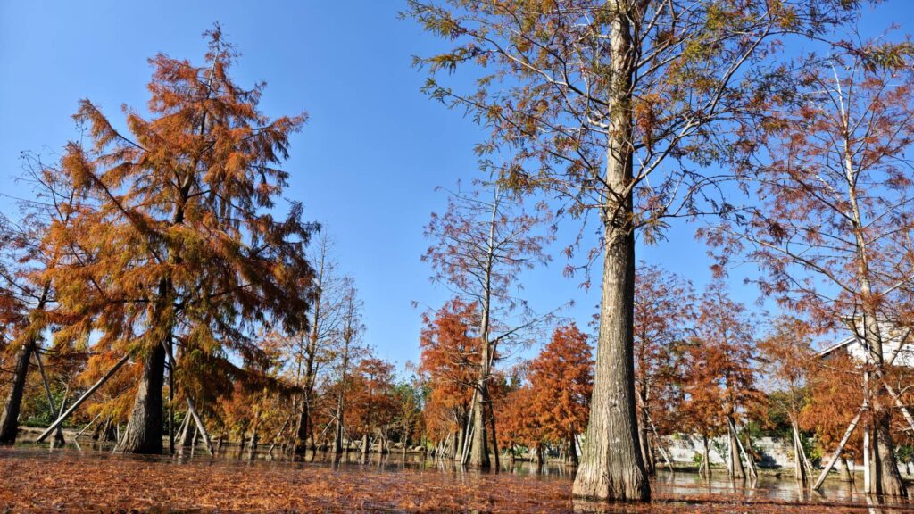 苗栗公館蘭庭農莊花園餐廳   旅遊團桌菜也能那麼精緻美味   落羽松林拍起來超美異國風 @極光公主飛妮