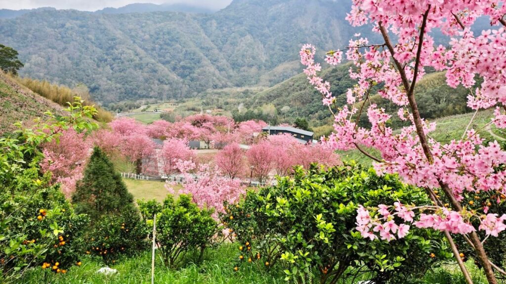 八五山甜柿森林露營區｜新竹尖石山林中的粉色秘境，夢幻櫻花海迎春盛放 @極光公主飛妮